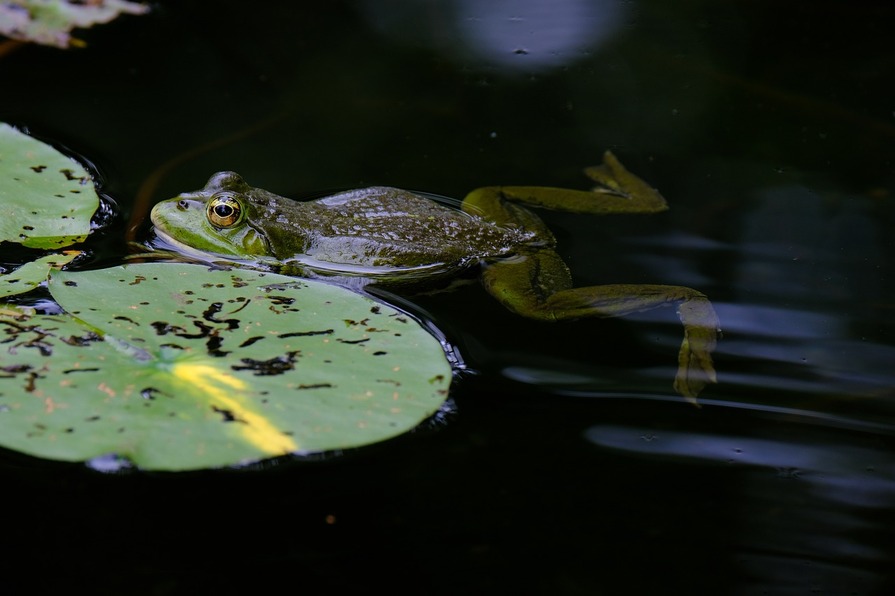Frosch in Teich