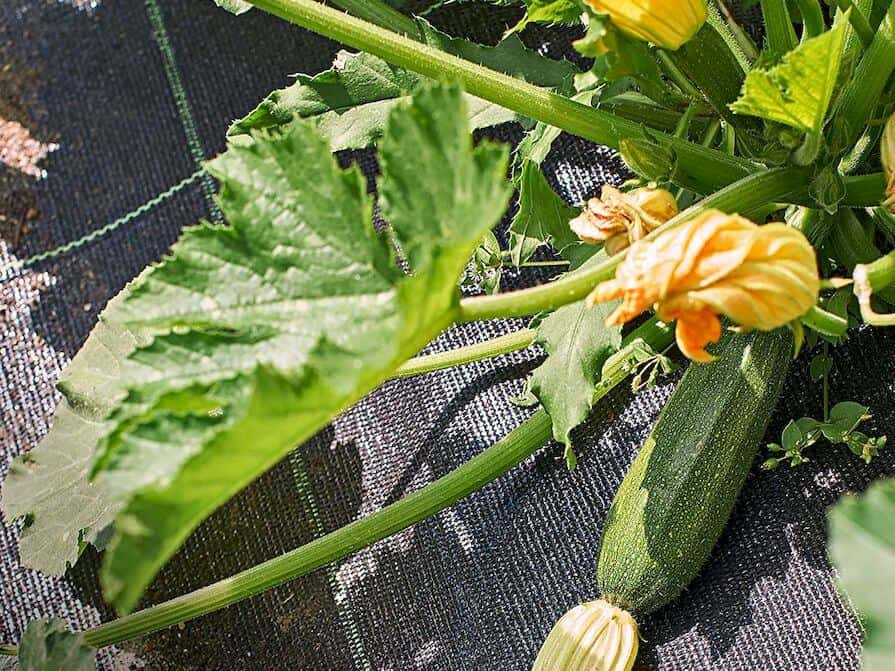 Textil auf einem Gemüsebeet mit Zucchini