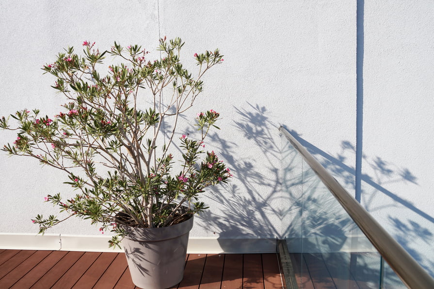 Oleander im Frühling