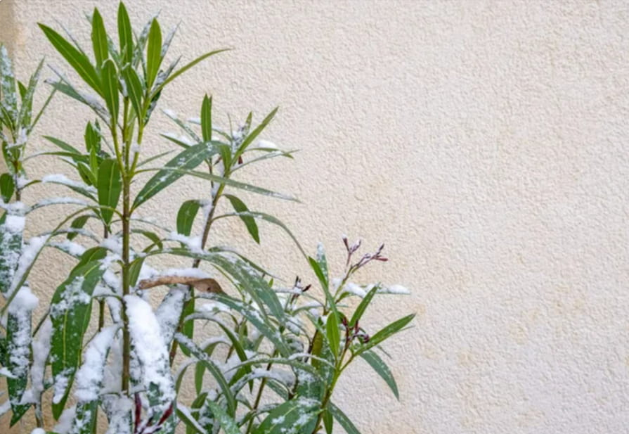 Oleander mit Schnee