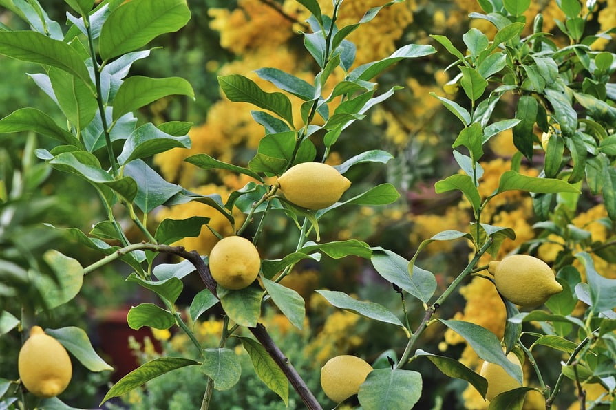 Zitronenbaum im Garten