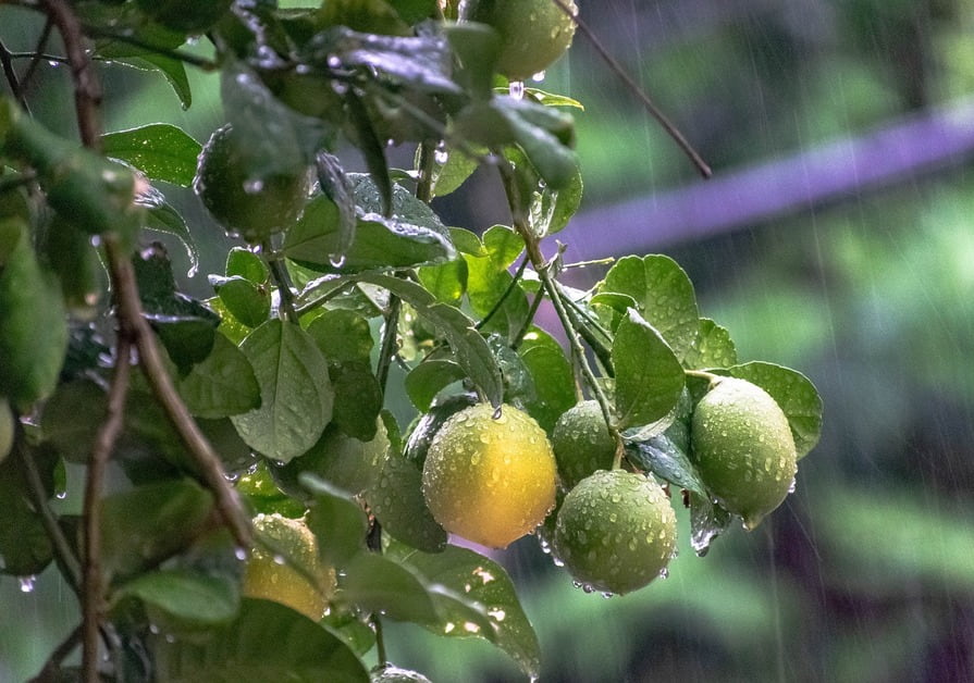 Zitronenbaum im Regen