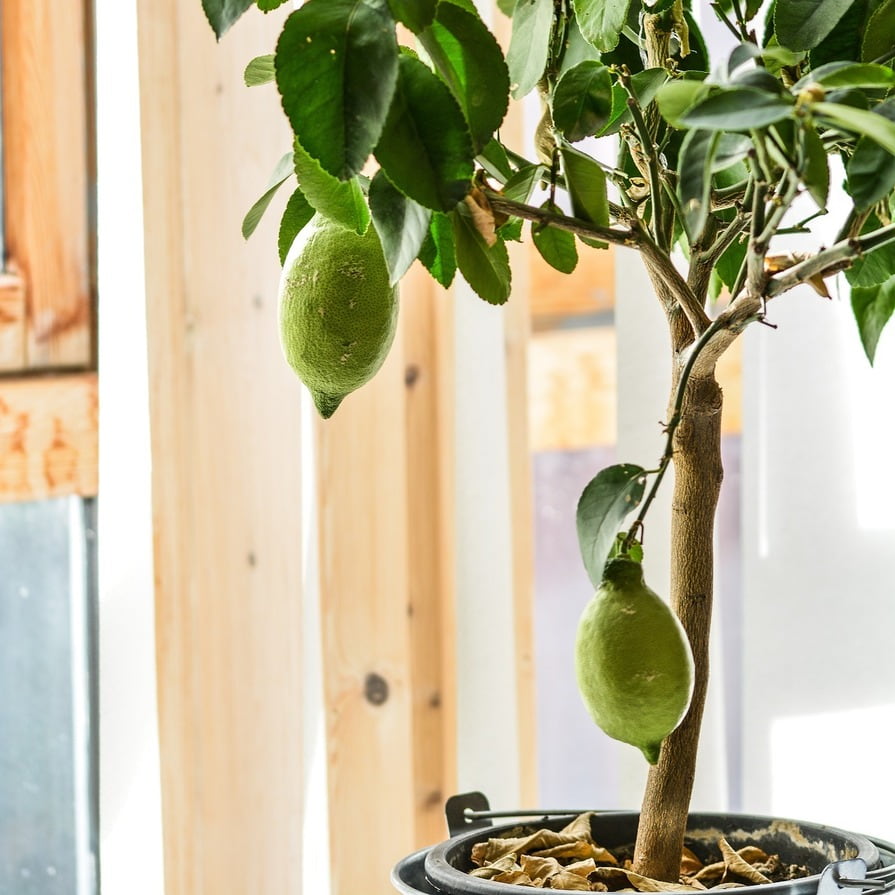 Zitronenbaum im Topf im Haus